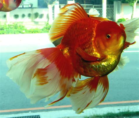 金魚頭瘤破洞|金魚&水族快訊Goldfish & Aquarium Messages: 頭瘤過多